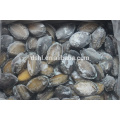 Alta calidad fujian abalone para la venta